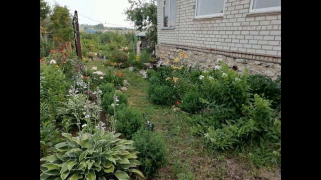 ПИОНЫ ПЕРЕСТАЛИ ЦВЕСТИ? ПОЧЕМУ НЕ ЦВЕТУТ ПИОНЫ? ЧТО ДЕЛАТЬ? смотреть онлайн