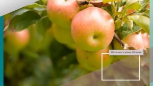 Яблоня Сладкая Нега - обзор сорта
