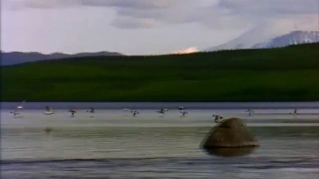 иволга поёт над родником смотреть онлайн