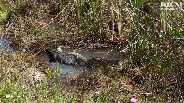 Alligator body slams, chows down on massive python смотреть онлайн