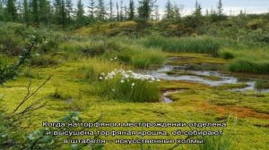 Добыча торфа промышленным способом