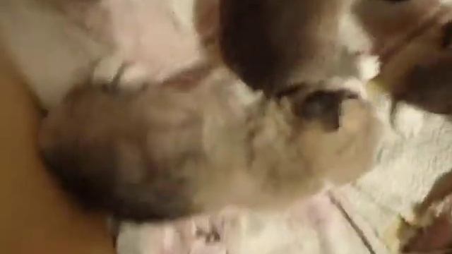 Щенки вельш корги от Ормай Зефирины смотреть онлайн