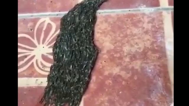 Невиданное существо 