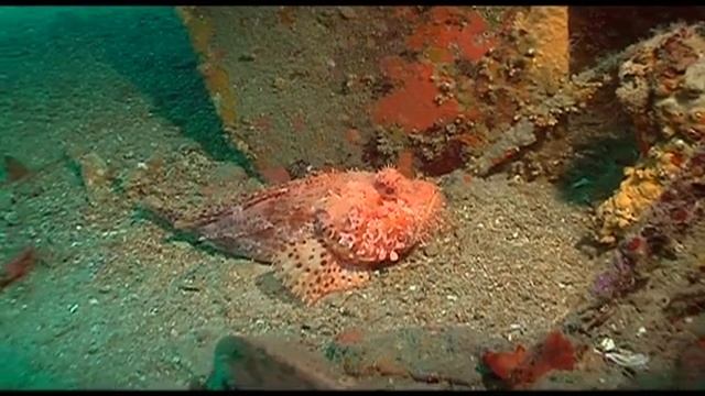 Под водой с Сергеем Денисовым - 484 - Франция, Сантропе, Средиземное море. смотреть онлайн