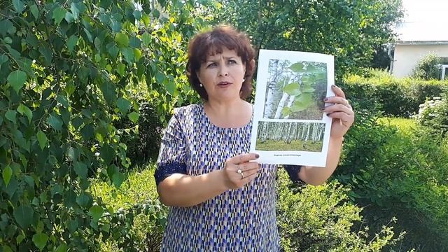 Береза - дар богов смотреть онлайн