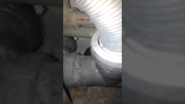 Мышь в Гор.Больнице г.Кустанай. смотреть онлайн