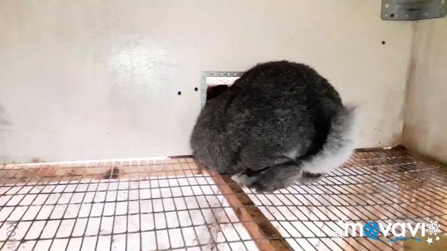 Шок!!! У крольчихи в животе 27 крольчат. Крольчиха от Белого Великана и Серого Великана. смотреть онлайн