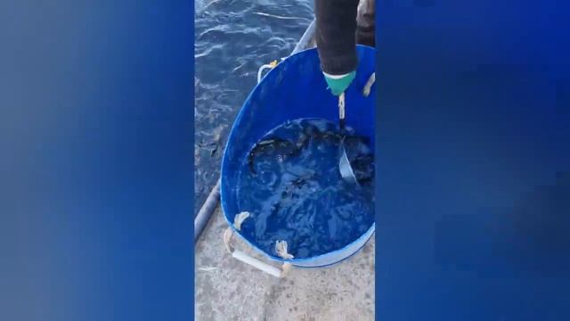 не большой пруд для форели на участке , с нуля до зарыбления ! смотреть онлайн