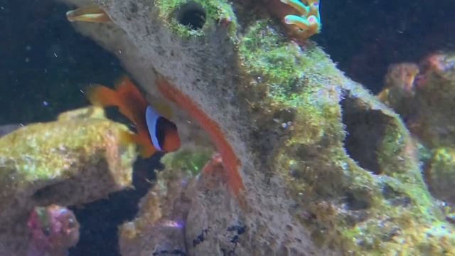 В гостях | Привёз кораллы | Морской аквариум смотреть онлайн