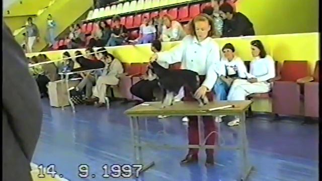 Первый чемпионат Украины по шнауцерам 14.09.1997 года смотреть онлайн