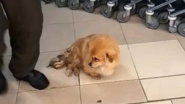 Пекинес зашел в Гипермагнит погреться смотреть онлайн