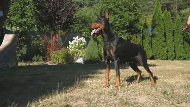 DOBERMAN TRAILER смотреть онлайн
