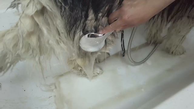 Груминг Маламута. Груминг Аляскинского Маламута. Наш Гаврюша