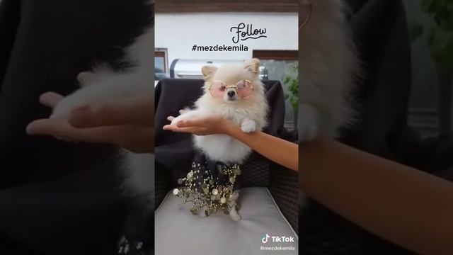 Tik-Tok...What? Dog dance!!! Собака танцует, смотреть не переключая!! смотреть онлайн