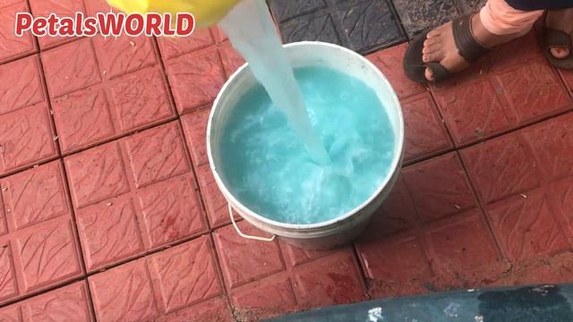 Hemigraphis rependa plant summer care/ star grass രോഗങ്ങൾ പരിചരണം смотреть онлайн