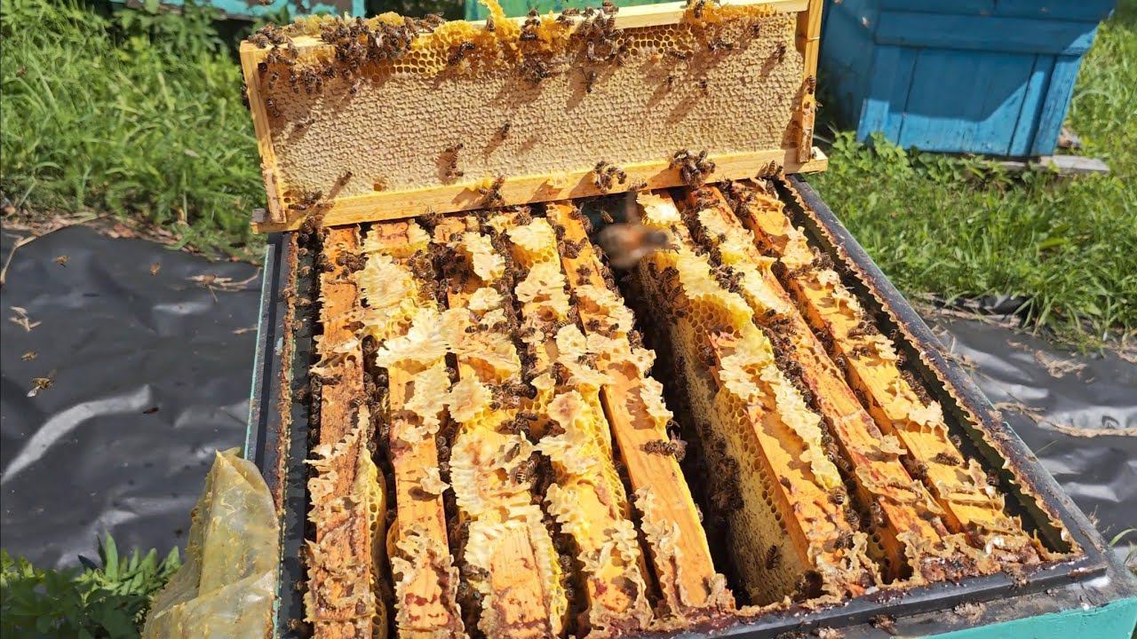 Медовый спас 2024. Закрываю сезон. смотреть онлайн