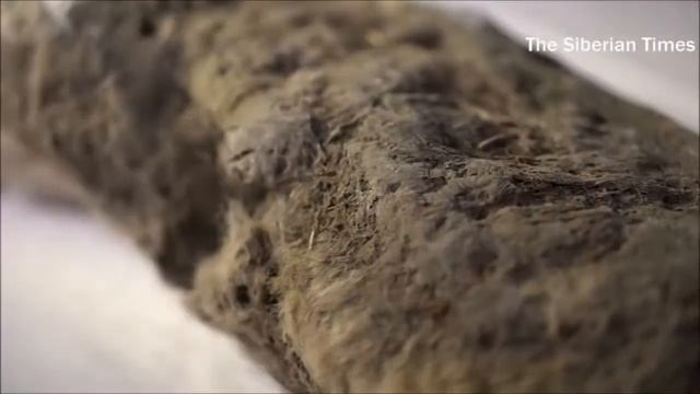 В Якутии найдены останки детёныша древнего пещерного льва смотреть онлайн