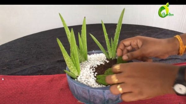 how to make a aloe vera garden/miniature garden ideas/organic garden