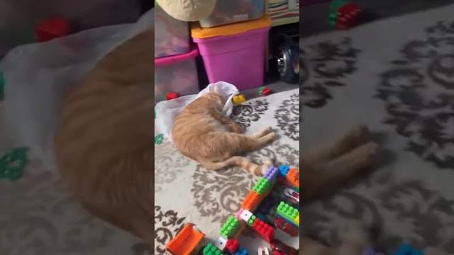 Главное быть рядом, коты, мимими смотреть онлайн