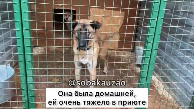 Джесси ищет хозяев! Приют «Щербинка» @sobakauzao 89055523195 смотреть онлайн