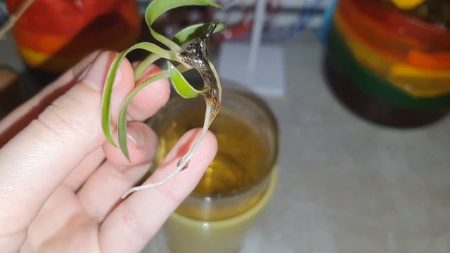 Die Grünlilie und Hydroponik | Pflanzen - Update смотреть онлайн