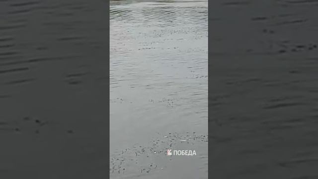 Красный Пахарь: мертвая рыба смотреть онлайн