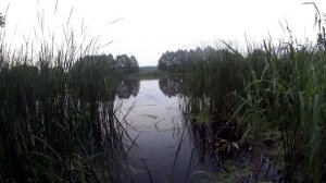 30 МИНУТ И ЛИНЬ НА ТОЧКЕ. Ловля линя. Рыбалка на линя лучшая прикормка и наживка для линя.