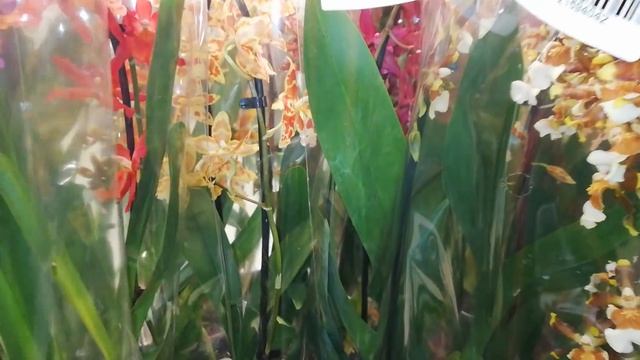 Орхидеи. Огромный выбор Камбрий. Столько сортов вместе я еще не видела. смотреть онлайн