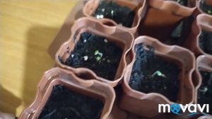 Стевия, медовая трава. Посев и всходы.