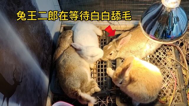 兔子冷知識（一）：兔子之間也有嚴格的等級制度？ ｜兔子之間等級制度的表現｜在兔兔眼中，主人也可能是它的下屬哦 #兔子 смотреть онлайн