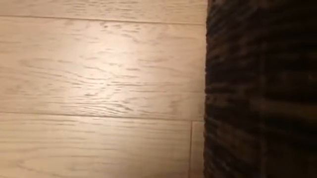 Хомяк повторюшка, магнитная закладка и липкий крокодил антистресс 👾 смотреть онлайн
