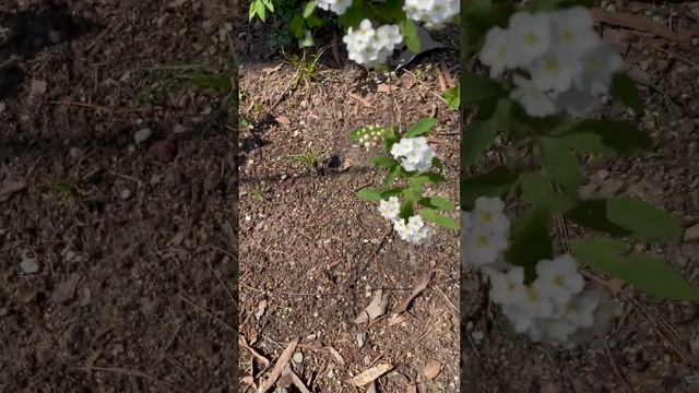 Birchleaf Spirea/Spiraea betulifolia? смотреть онлайн