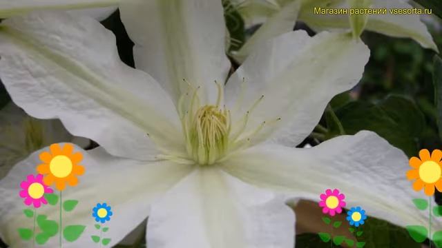 Клематис гибридный Роко-Колла. Краткий обзор, описание характеристик Clematis Roko-kolla