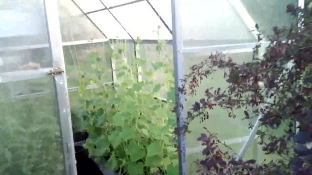 Парник из поликарбоната своими руками. Надежный не дорогой смотреть онлайн