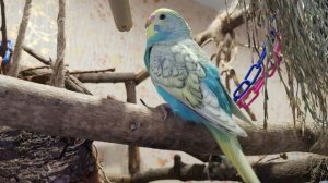 ГОША КРАСАВЧИК! УРОК ДЛЯ ПОПУГАЯ. УЧИМ ПОПУГАЯ ГОВОРИТЬ СВОЁ ИМЯ.