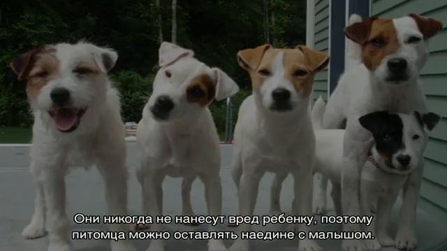 Джек рассел терьер и джек парсон терьер: отличия смотреть онлайн