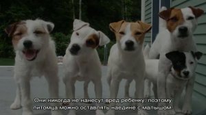 Джек рассел терьер и джек парсон терьер: отличия