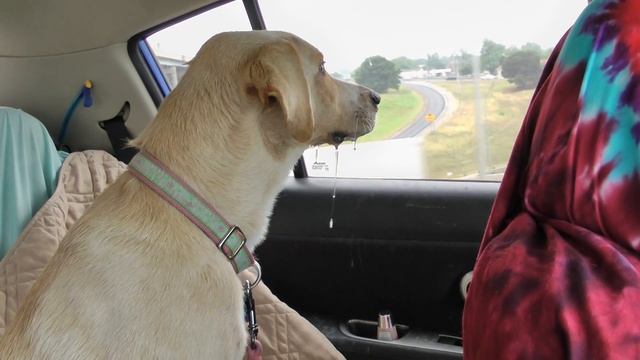 Why Leggy Blond couldn't come with us: смотреть онлайн