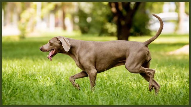 WEIMARANER GROOMING DEEPDIVE смотреть онлайн