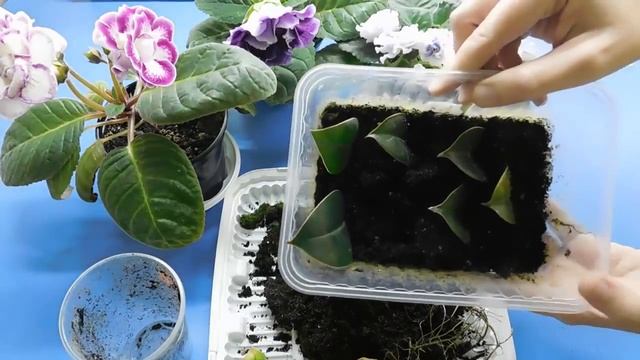 НОВОСТЬ ! РАСТЕНИЯ ИЗ ЛИСТА ! КОМНАТНЫЕ ЦВЕТЫ, РАЗМНОЖЕНИЕ ЛИСТОМ ! ЛИСТОВЫЕ ПРИМОРДИИ ! смотреть онлайн