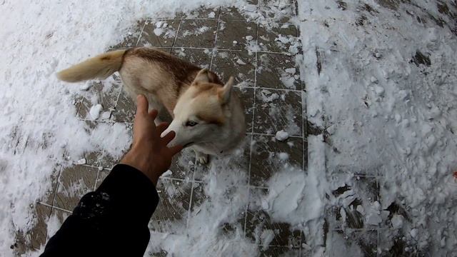 Можно ли держать собаку Хаски на улице? смотреть онлайн