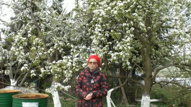 Как спасти растения от солнечных ожогов смотреть онлайн
