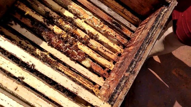 Качаем рой кавказянки в Подмосковье смотреть онлайн