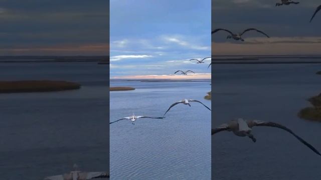 Последние птенцы фламинго улетают в теплые края смотреть онлайн