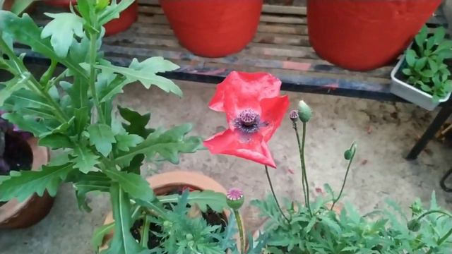 How to care & grow Poppy flower / Mexican poppy смотреть онлайн