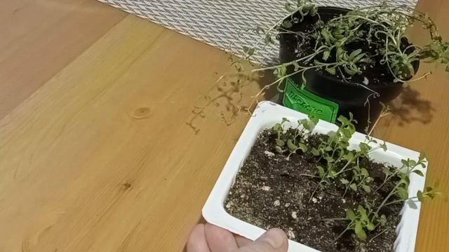 Архитектурный Мир