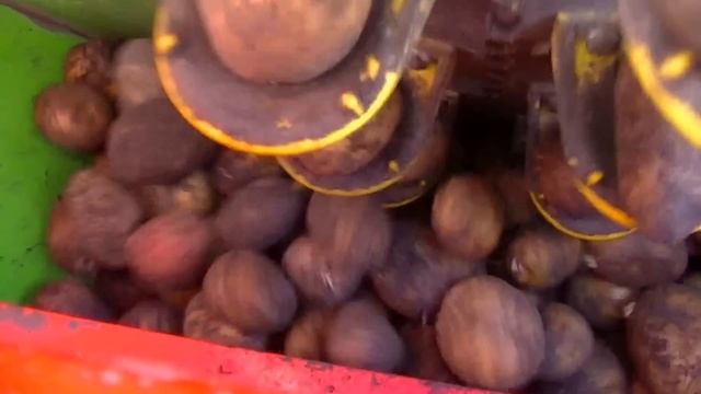 Беларус МТЗ 82 + картофелесажалка Kora2 смотреть онлайн