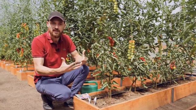 რატომ ეხვევა პომიდორს ფოთლები / Почему скручиваются листья томата