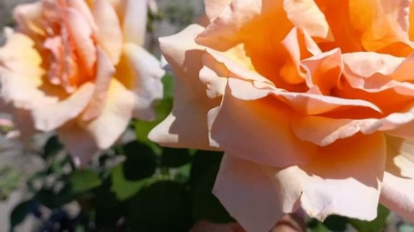 Роза Джаст Джой или Золотая осень в саду.