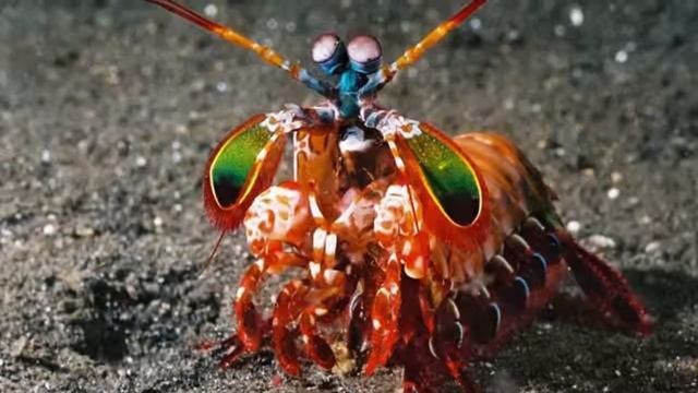 Интересно: 10 ПРЕДСТАВИТЕЛЕЙ ЖИВОТНОГО МИРА, ОБЛАДАЮЩИХ СВЕРХСПОСОБНОСТЯМИ смотреть онлайн